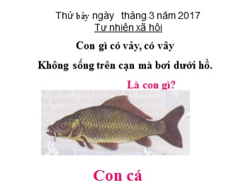 Bài giảng Tự nhiên và Xã hội 3 - Bài 52: Cá